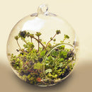 6pcs Vase-Bottle Terrarium-Containers Ball Table-Flowers Glass Wedding-Garden