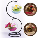 Ornament Container Candlestick-Ball Glass-Vase Flower Hanging Clear Hot 6 pieces