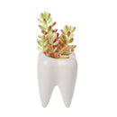 Tooth Shape Ceramic Flower Green Succulent Planter Cactus Decor Plant