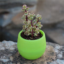 5x Cute Mini Plastic Flower Succulent Plant Flowerpot For Home Office Decor