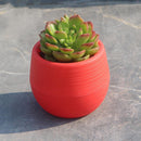 5Pcs Colourful Mini Round Plastic Plant Flower Garden Home Decor Planter