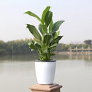 Self-watering Plant Flower Wall Hanging Planter Vertical Home Garden Decor
