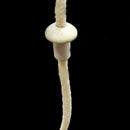 50Pcs Spool of Cotton White Braid Candle Wicks Core Candle Making Supplies 16cm