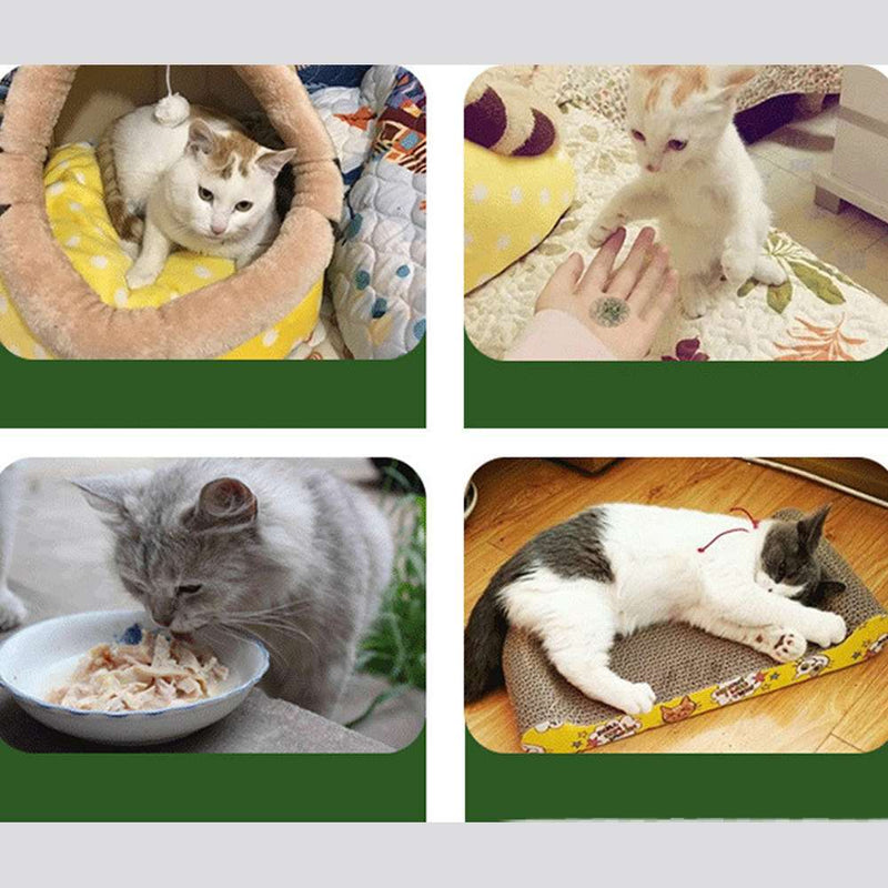 45ml Cat Mint Powder Natural Catnip Nepeta Cataria Appetizing Exciting Cat Snack