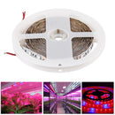 5m SMD 5050 3:1 Red + Blue LED Plant Grows Lamp, 300 LEDs Aquarium Greenhouse Hydroponic Bare Board Rope Light, 60 LEDs/m, DC 12V
