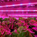 5m SMD 5050 3:1 Red + Blue LED Plant Grows Lamp, 300 LEDs Aquarium Greenhouse Hydroponic Bare Board Rope Light, 60 LEDs/m, DC 12V