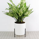165mm PP Planter Flower Pot Automatic Water-absorbing Lazy Flower Pot, with Shelf