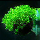Mini Aquarium Red Shrimp Fish Tank Crystal Holder Aquatic Cup Planter 1 Pcs