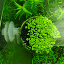 Mini Aquarium Red Shrimp Fish Tank Crystal Holder Aquatic Cup Planter 1 Pcs