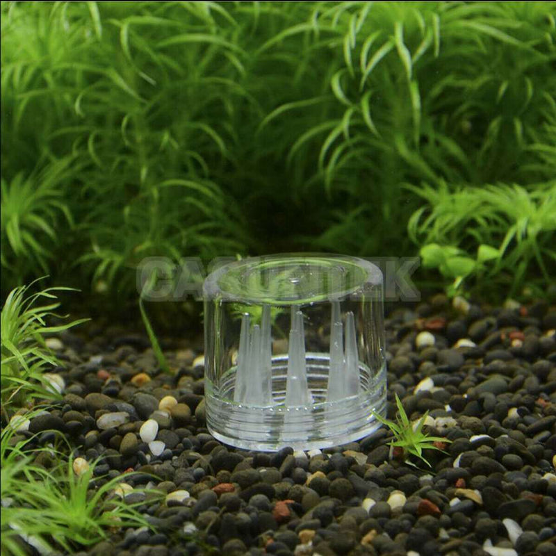 1x New Shrimp Feeding Dish Crystal Glass Planaria Trap Worm Catch Pen 8 Holes