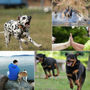 PULUZ Hound Dog Fetch Harness Adjustable Chest Strap Mount for GoPro HERO10 Black / HERO9 Black / HERO8 Black / HERO7 /6 /5 /5 Session /4 Session /4 /3+ /3 /2 /1, Xiaoyi and Other Action Cameras(Black)