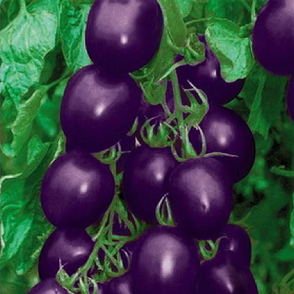 20Pcs Purple Tomato Seeds Cherry Tomatoes Balcony Bonsai Organic Fruits Cherry Garden Seeds