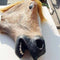 Creepy Horse Head Latex Mask Face Rubber Mask for Halloween Festival