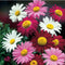 20pcs Garden Home Planting Chrysanthemum Cinerariifolium Seeds
