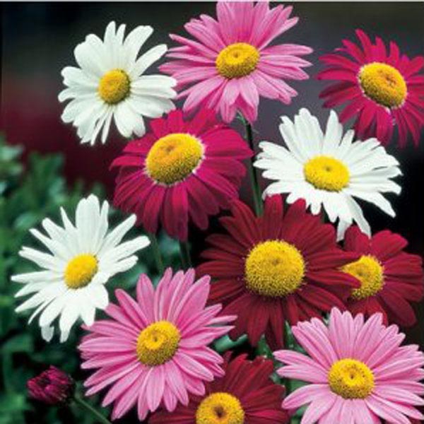 20pcs Garden Home Planting Chrysanthemum Cinerariifolium Seeds