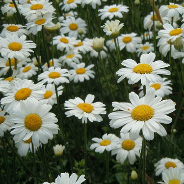 20pcs Garden Home Planting Chrysanthemum Cinerariifolium Seeds