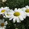 20pcs Garden Home Planting Chrysanthemum Cinerariifolium Seeds