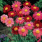 20pcs Garden Home Planting Chrysanthemum Cinerariifolium Seeds