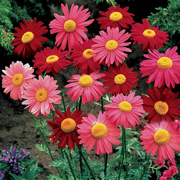 20pcs Garden Home Planting Chrysanthemum Cinerariifolium Seeds