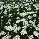 20pcs Garden Home Planting Chrysanthemum Cinerariifolium Seeds