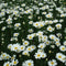 20pcs Garden Home Planting Chrysanthemum Cinerariifolium Seeds