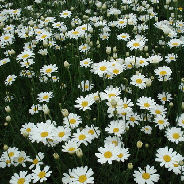 20pcs Garden Home Planting Chrysanthemum Cinerariifolium Seeds