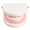 1 Pack Dental Dentist Teeth Tooth Teach Model Pink Flesh Gums