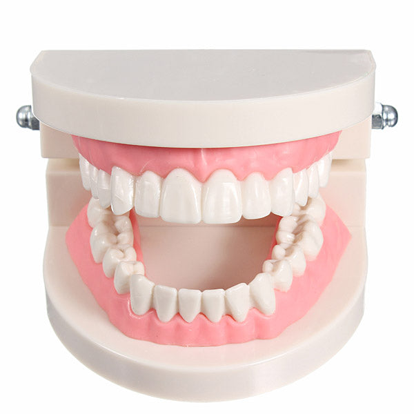 1 Pack Dental Dentist Teeth Tooth Teach Model Pink Flesh Gums