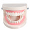 1 Pack Dental Dentist Teeth Tooth Teach Model Pink Flesh Gums