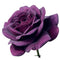 100Pcs Purple Rose Seeds Garden Flower Seeds Home Rare Plant Bonsai