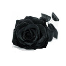 Egrow 100Pcs Black Rose Seeds Beautiful Flower Seeds Home Garden Bonsai