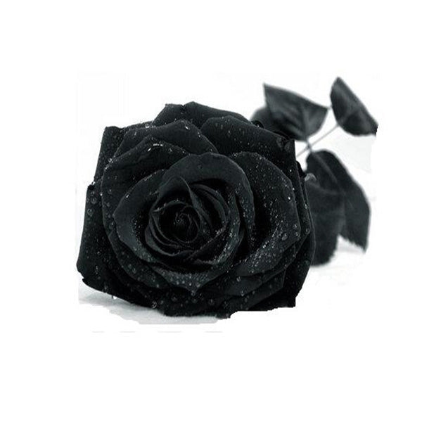 Egrow 100Pcs Black Rose Seeds Beautiful Flower Seeds Home Garden Bonsai