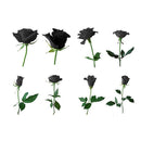 Egrow 100Pcs Black Rose Seeds Beautiful Flower Seeds Home Garden Bonsai