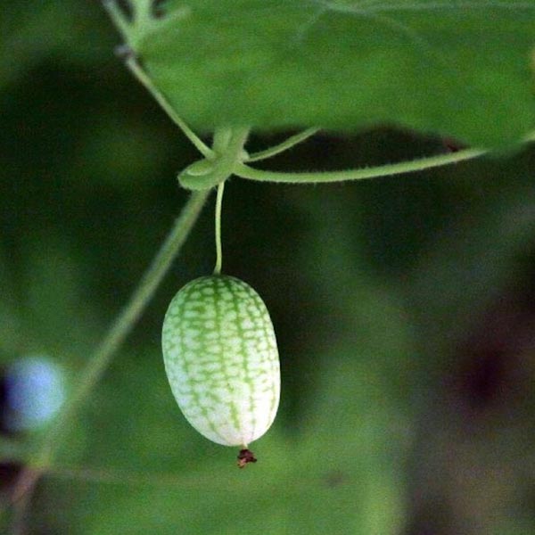 Egrow 10Pcs Super Mini Watermelon Seeds Thumb Watermelon Delicious Fruit Seeds