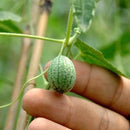 Egrow 10Pcs Super Mini Watermelon Seeds Thumb Watermelon Delicious Fruit Seeds