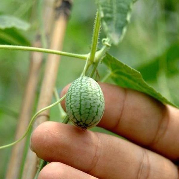 Egrow 10Pcs Super Mini Watermelon Seeds Thumb Watermelon Delicious Fruit Seeds