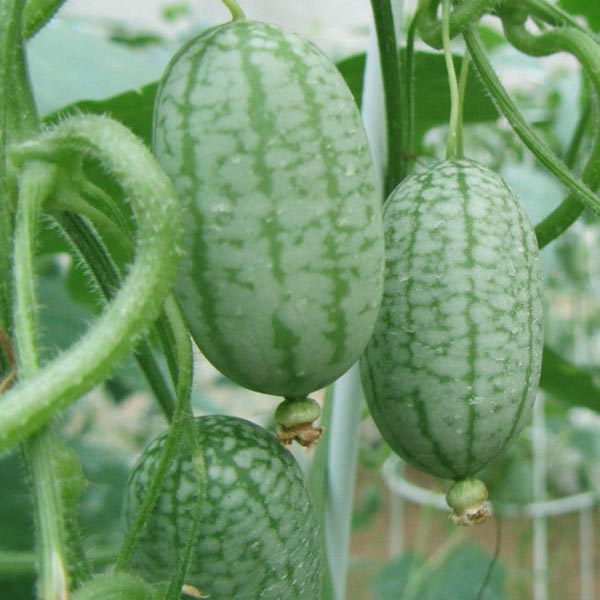 Egrow 10Pcs Super Mini Watermelon Seeds Thumb Watermelon Delicious Fruit Seeds