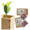 Wooden Mini Bonsai Magic Bean Seed Desktop Bonsai Plants