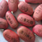 Wooden Mini Bonsai Magic Bean Seed Desktop Bonsai Plants