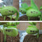 Wooden Mini Bonsai Magic Bean Seed Desktop Bonsai Plants