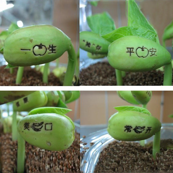 Wooden Mini Bonsai Magic Bean Seed Desktop Bonsai Plants
