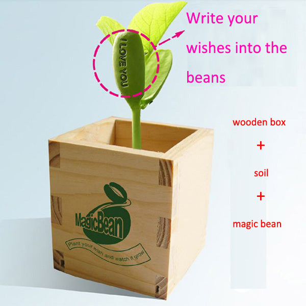 Wooden Mini Bonsai Magic Bean Seed Desktop Bonsai Plants