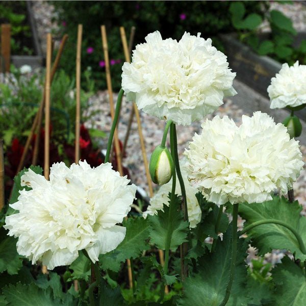 10pcs Mixture Color Papaver Rhoeas Europe Corn Poppy Flower Seeds