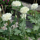 10pcs Mixture Color Papaver Rhoeas Europe Corn Poppy Flower Seeds