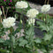 10pcs Mixture Color Papaver Rhoeas Europe Corn Poppy Flower Seeds