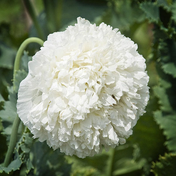 10pcs Mixture Color Papaver Rhoeas Europe Corn Poppy Flower Seeds