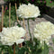 10pcs Mixture Color Papaver Rhoeas Europe Corn Poppy Flower Seeds
