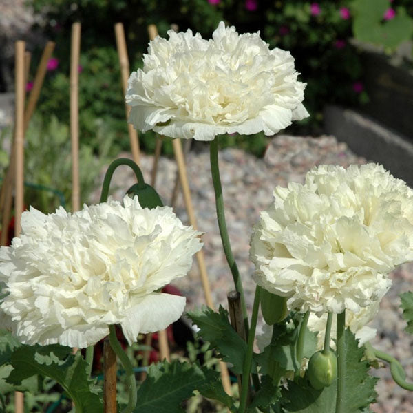 10pcs Mixture Color Papaver Rhoeas Europe Corn Poppy Flower Seeds