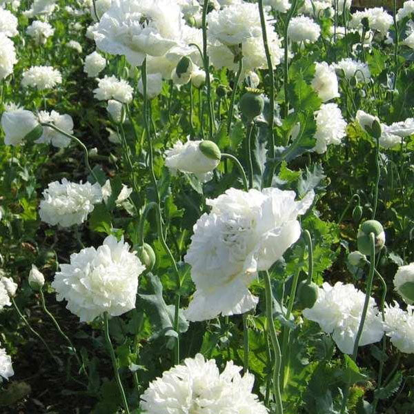 10pcs Mixture Color Papaver Rhoeas Europe Corn Poppy Flower Seeds