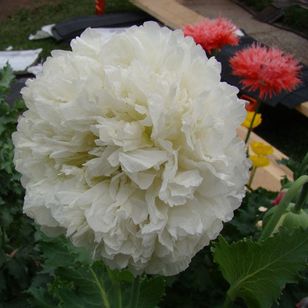10pcs Mixture Color Papaver Rhoeas Europe Corn Poppy Flower Seeds